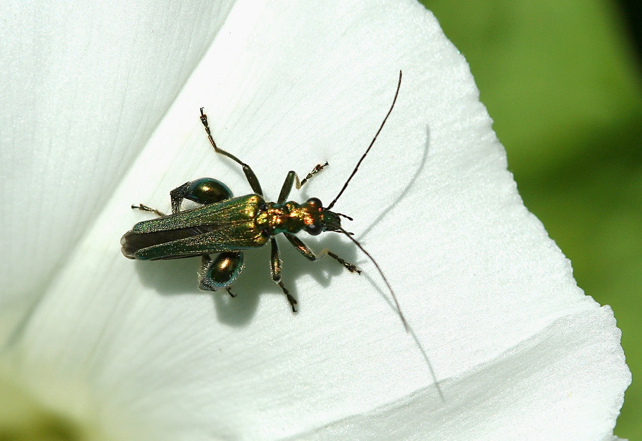 insect bug false oil beetle free photo