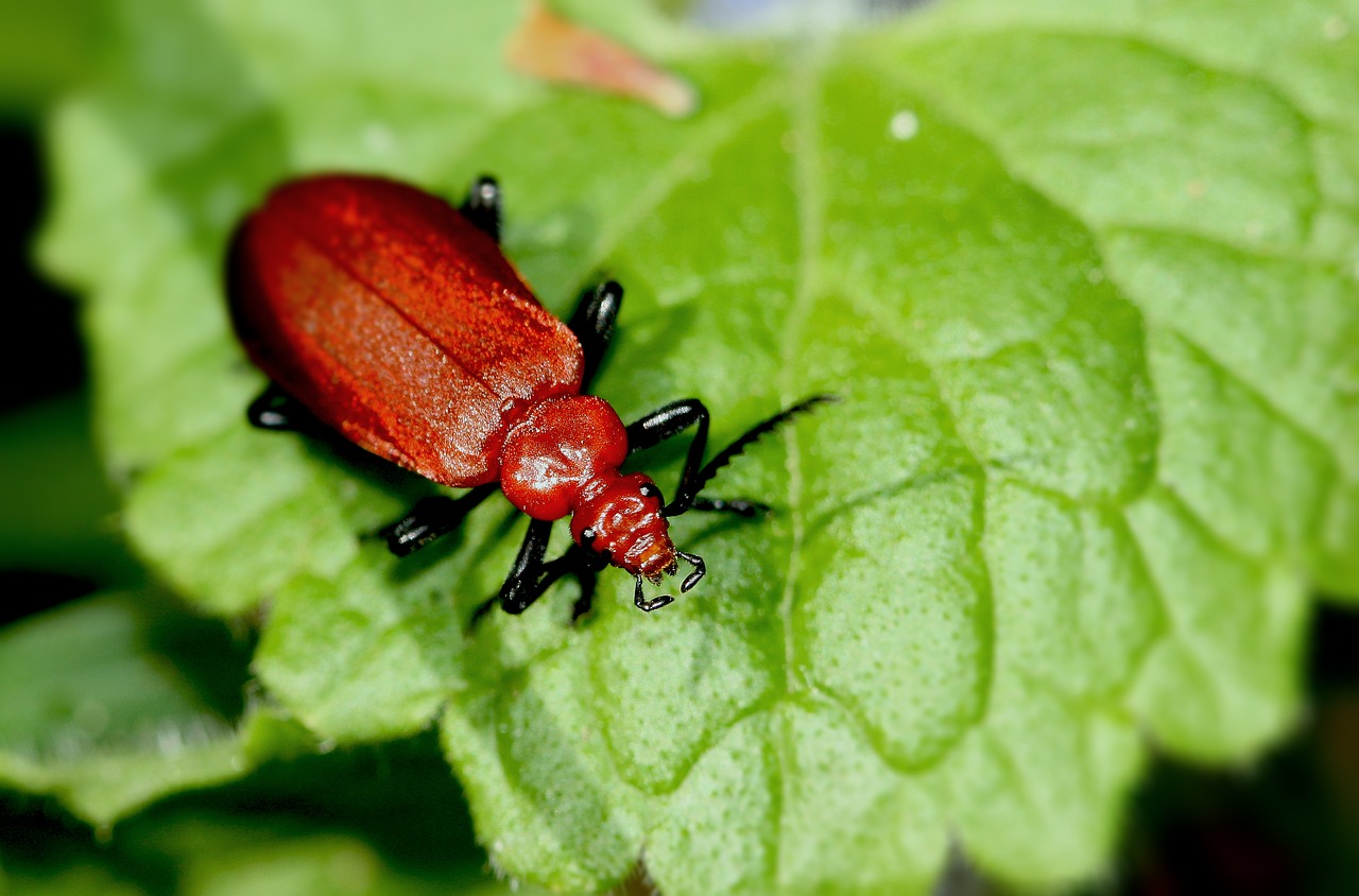 insect bug red free photo