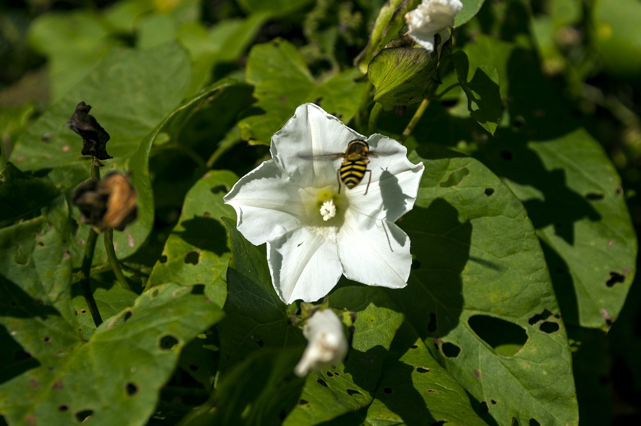 insect nature flower free photo