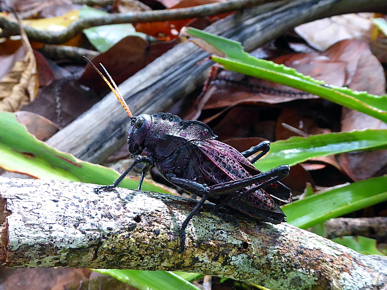 insect grasshopper black free photo