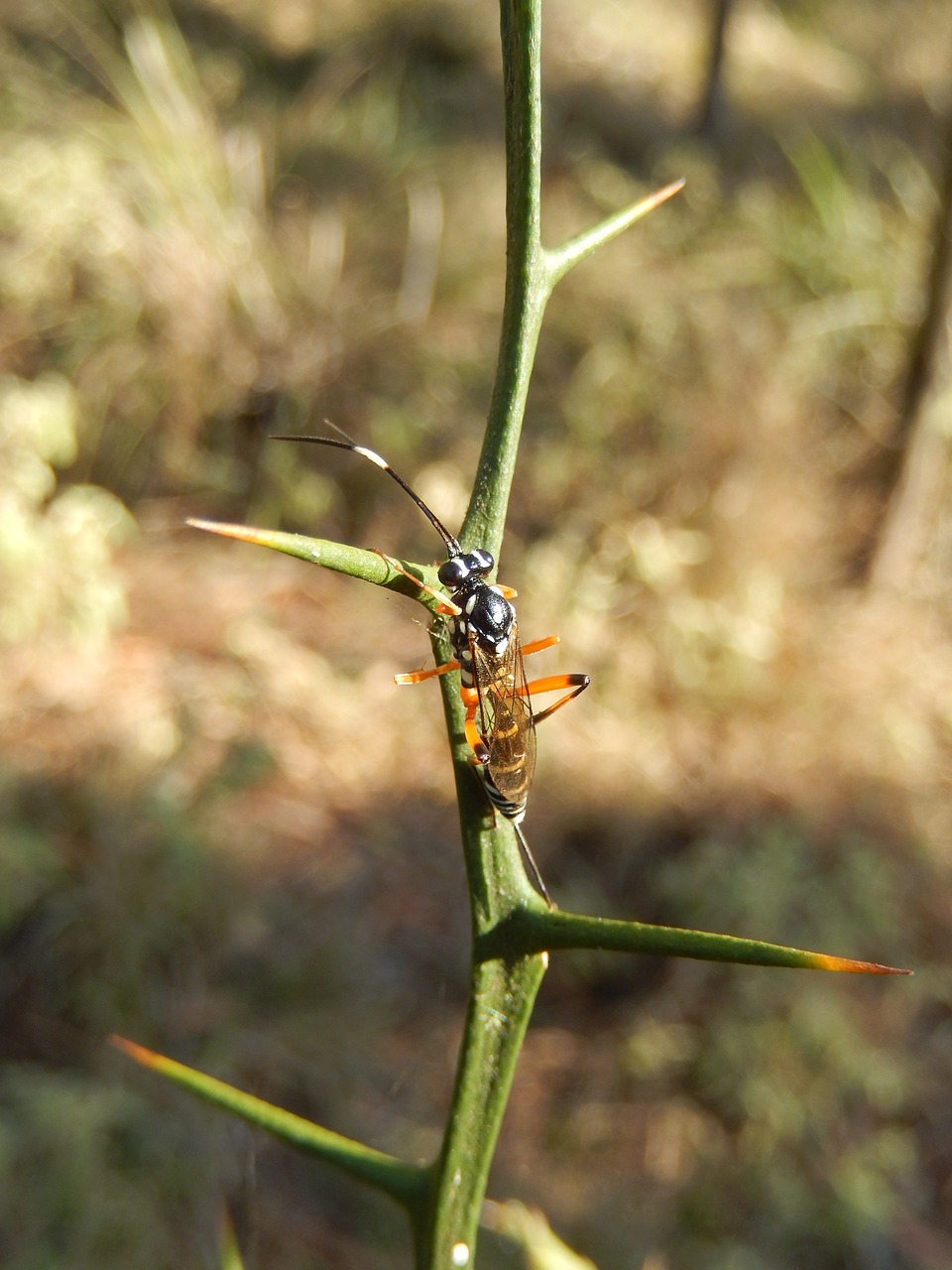 wasp insect bug free photo