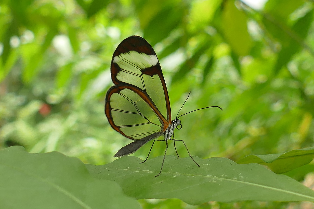 glass wing butterfly insect butterfly transparent free photo