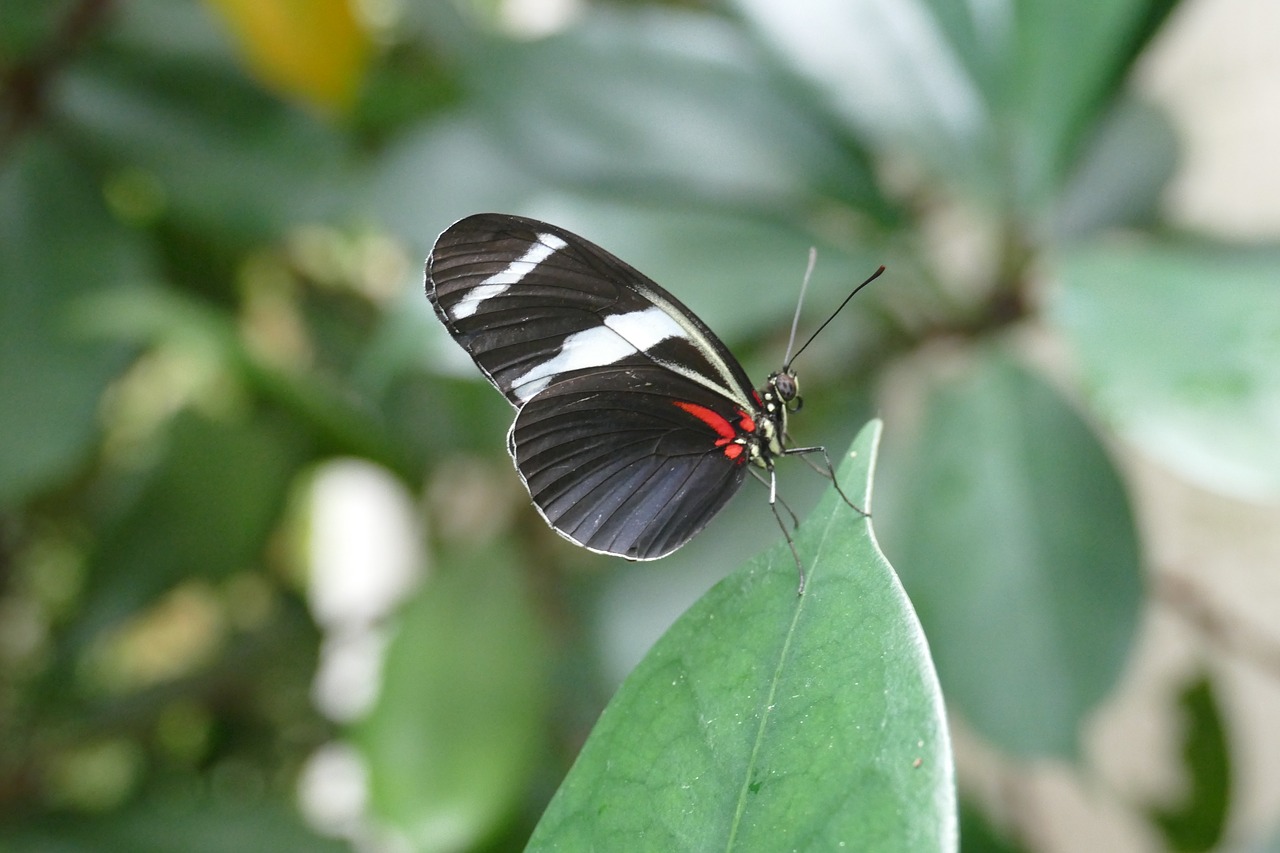 insect fly butterfly free photo