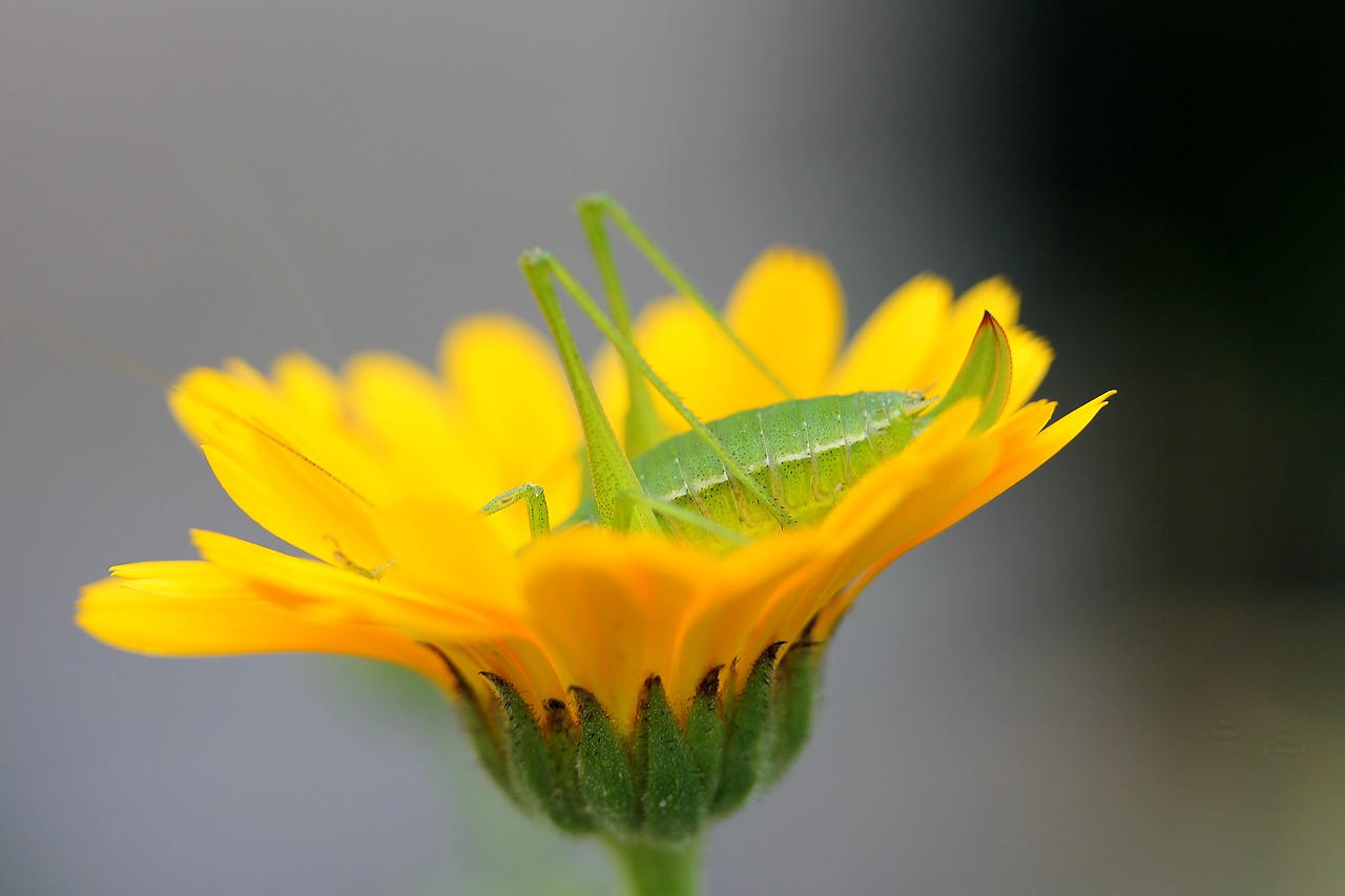 insect grasshopper flower free photo