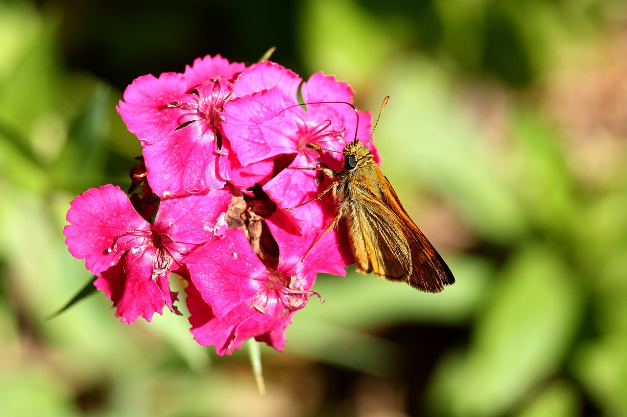 insect butterfly blossom free photo