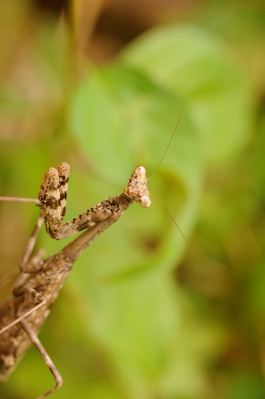 insect pray mantis nature free photo