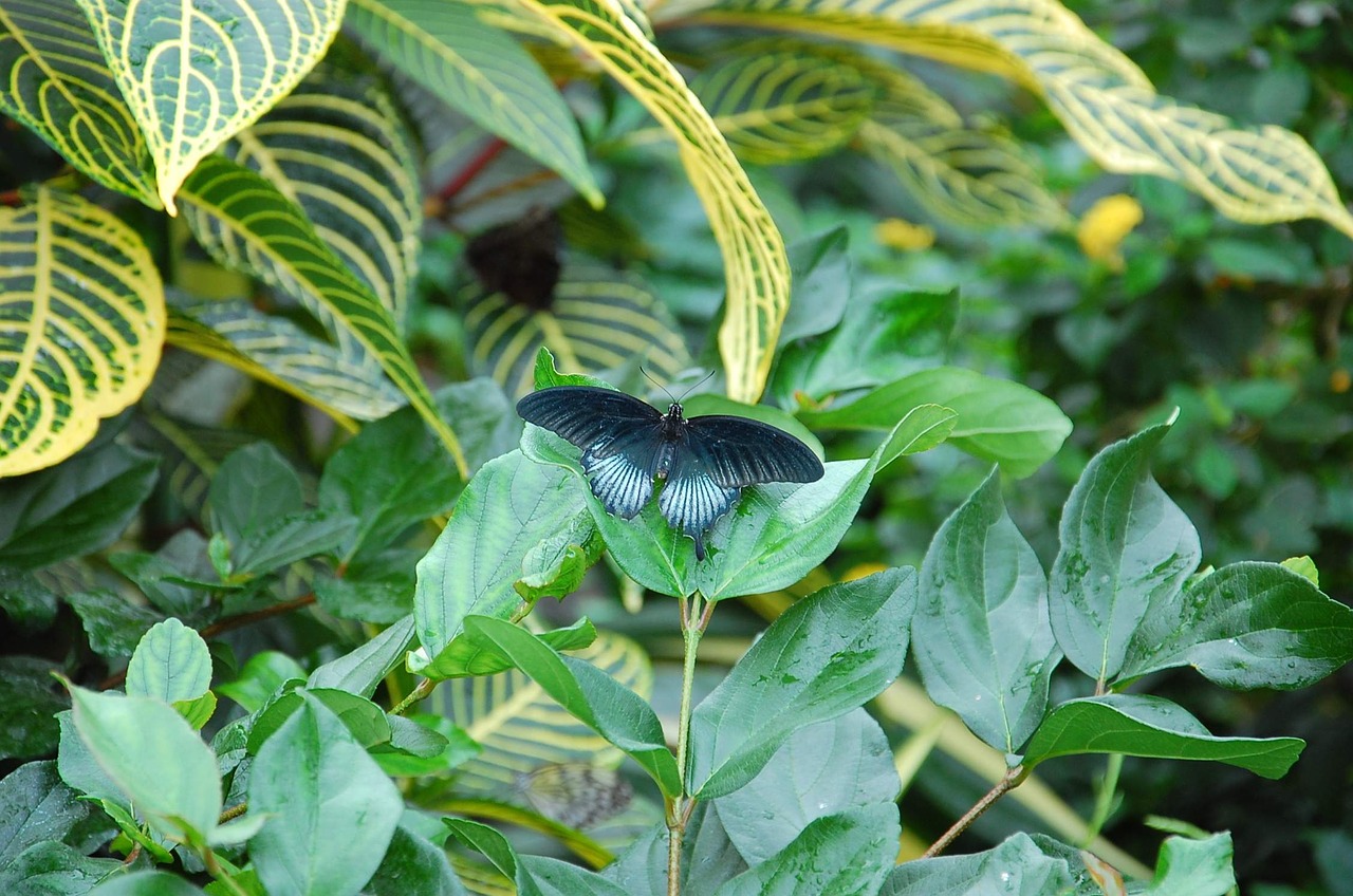 insect butterfly blue free photo