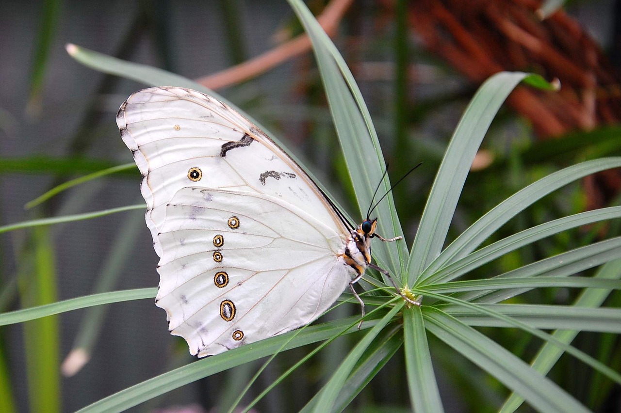 insect butterfly nature free photo