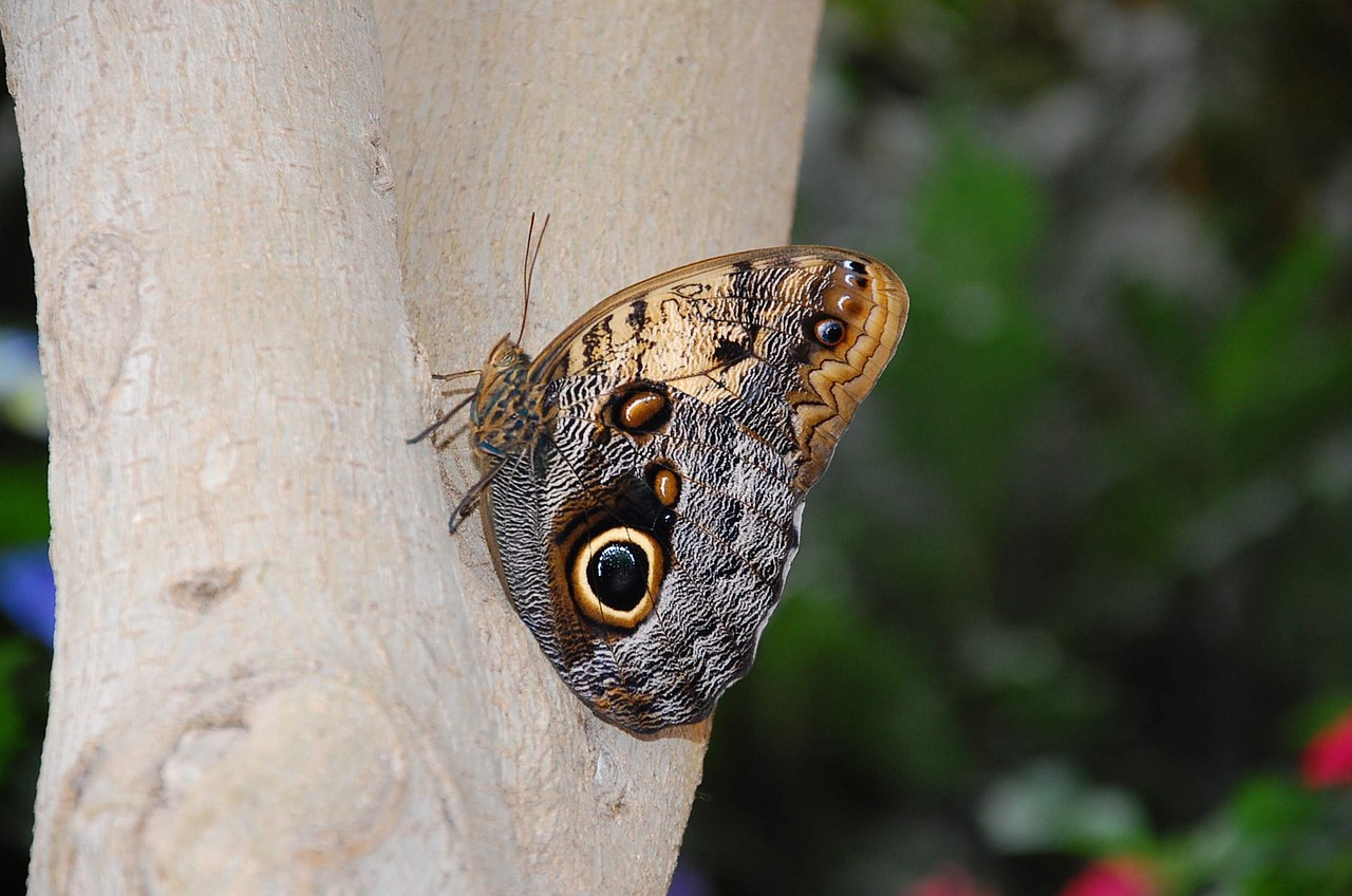 insect butterfly nature free photo