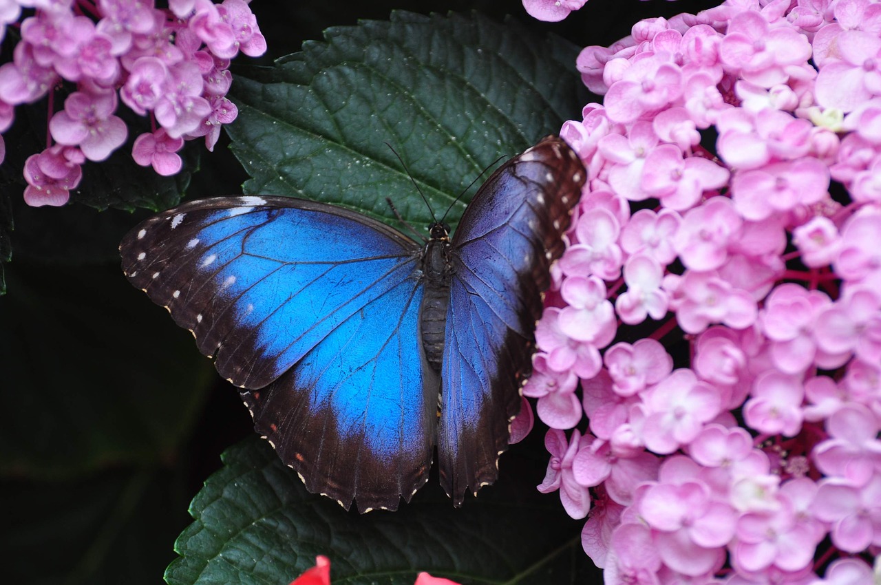 insect butterfly blue free photo