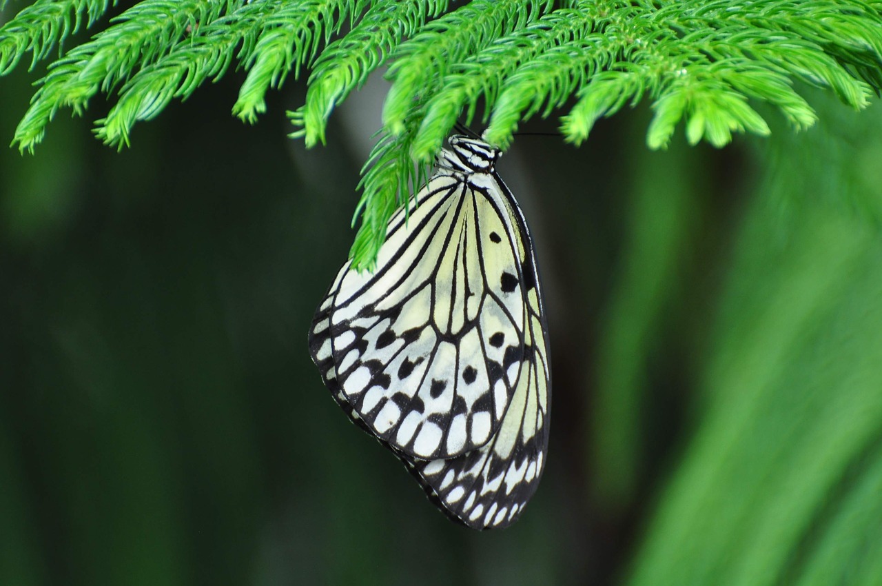 insect butterfly nature free photo