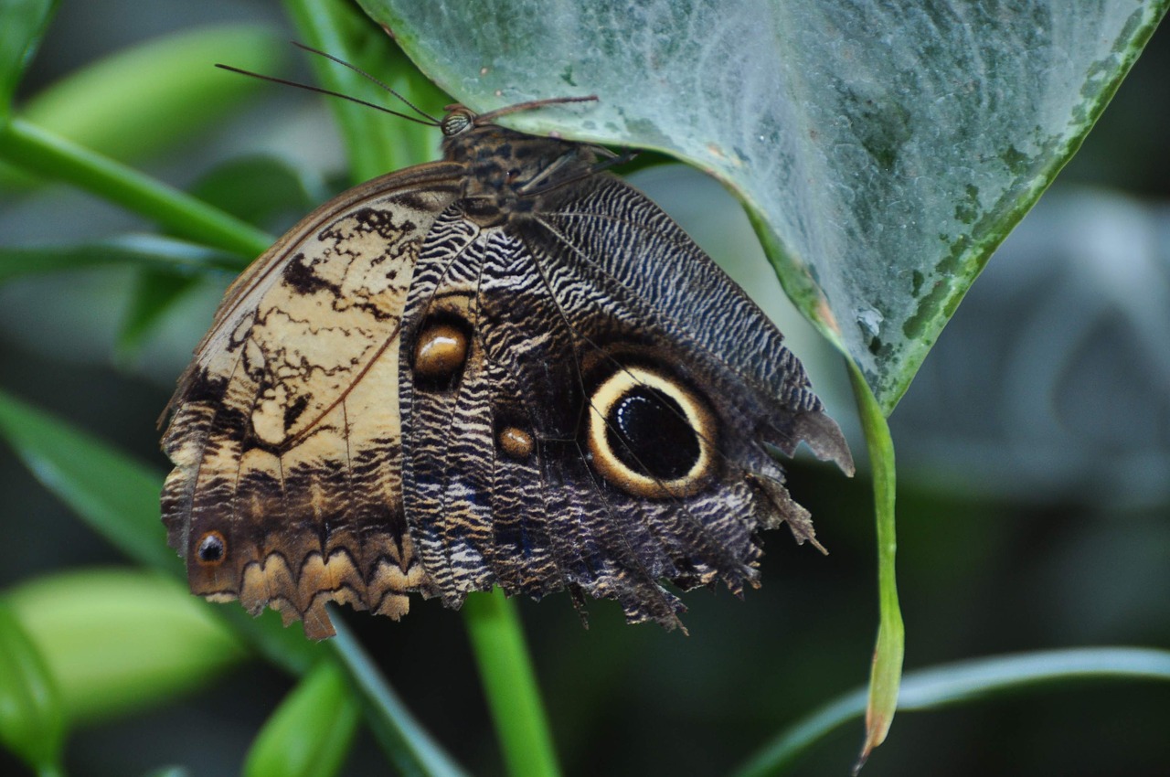 insect butterfly nature free photo