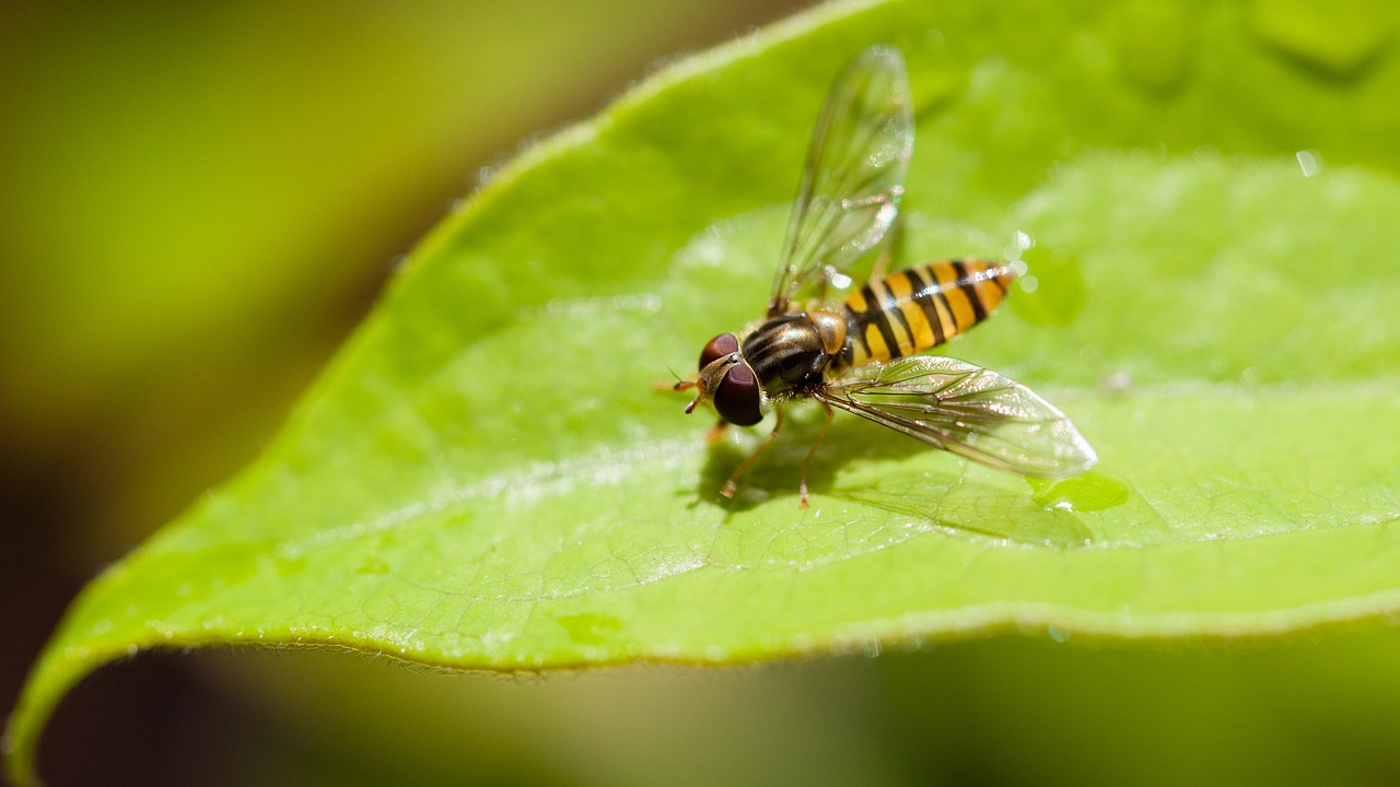 insect fly leaf free photo