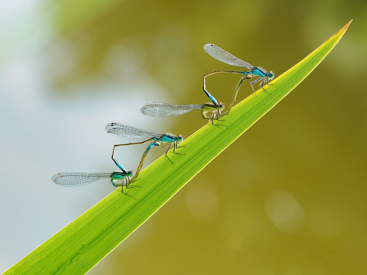 insect dragonfly couple free photo