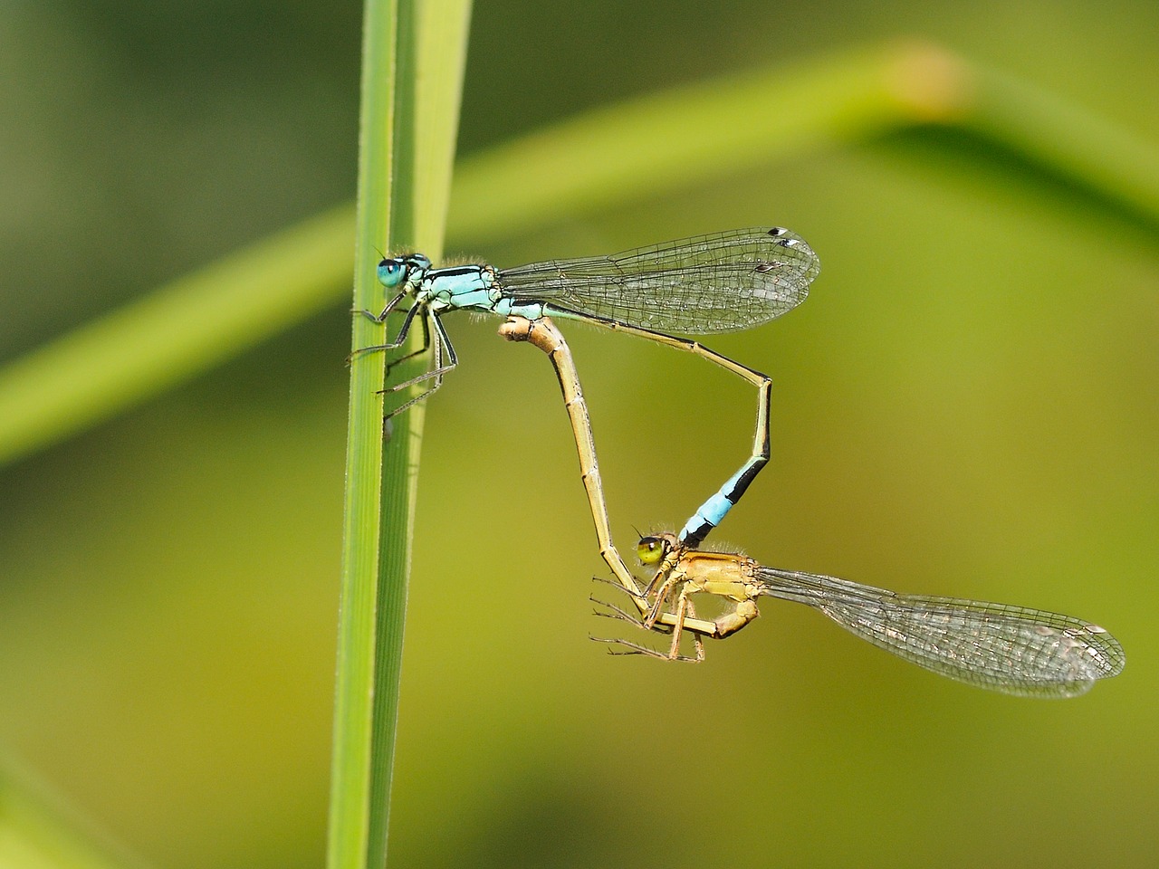 insect dragonfly couple free photo