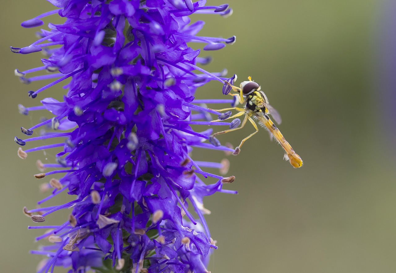 insect flower macro free photo