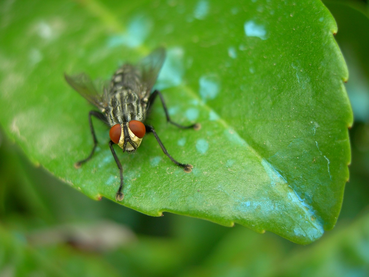 insect fly macro free photo