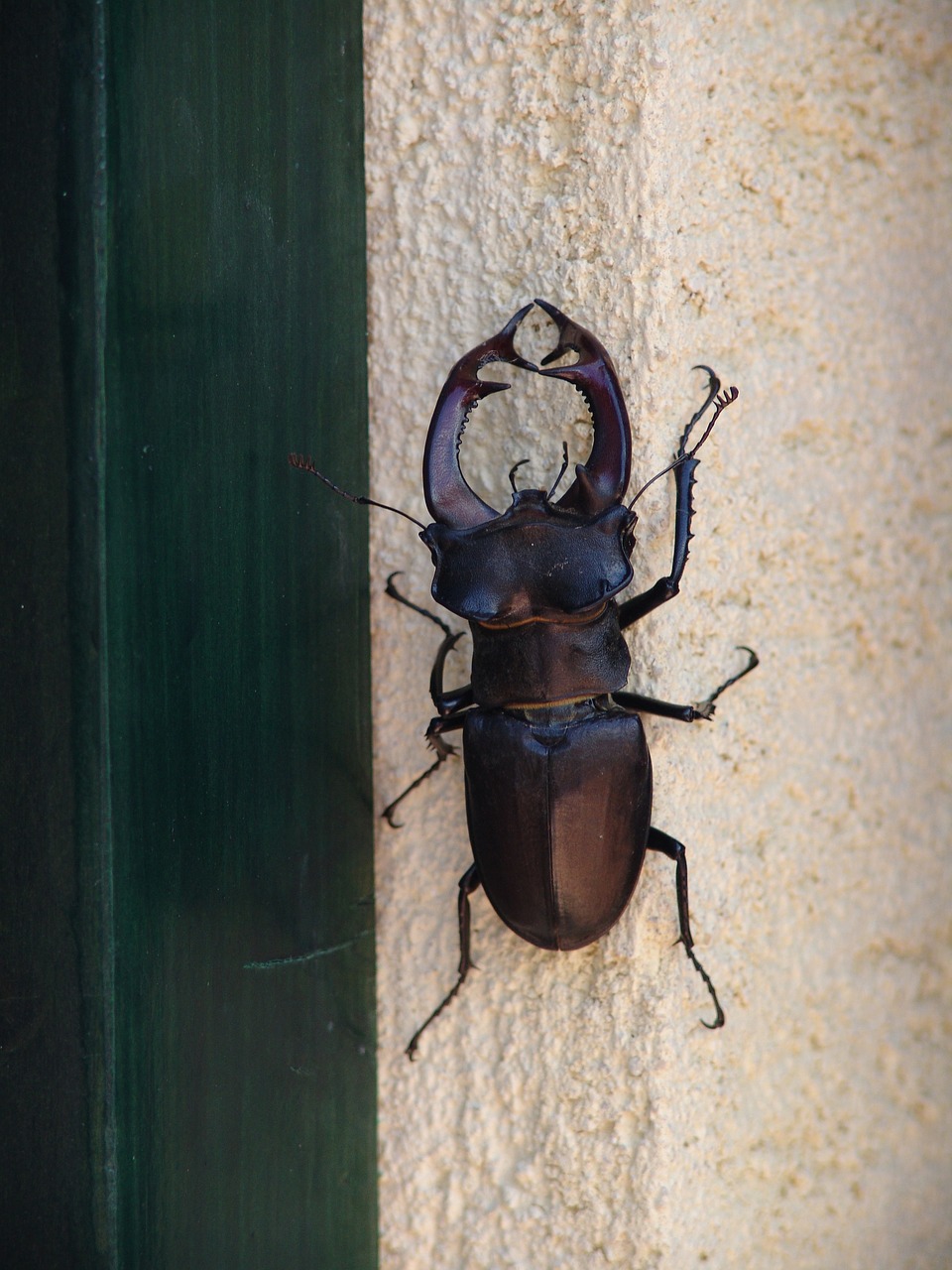 insect beetle stag beetle free photo