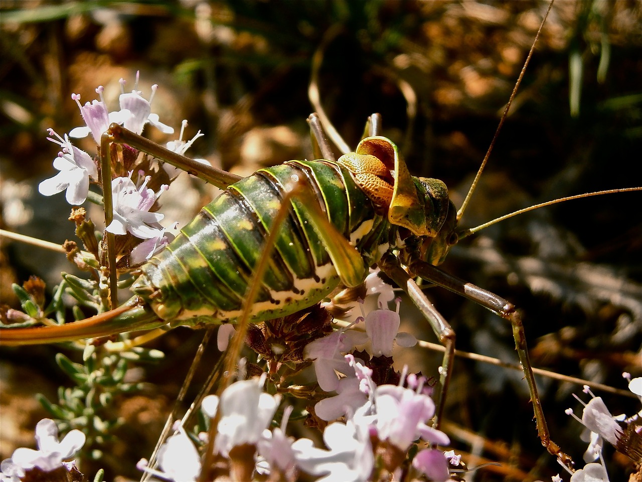 insect grasshopper forest free photo