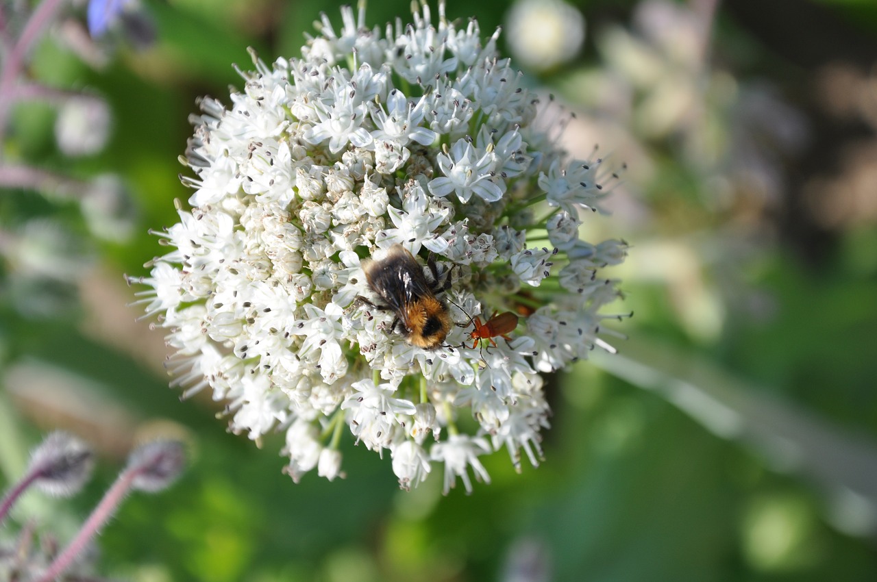 insect hummel beetle free photo