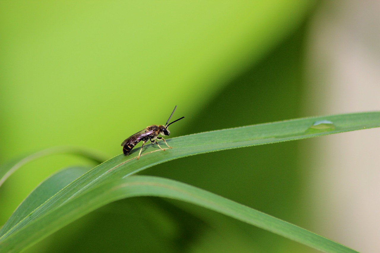 insect macro nature free photo