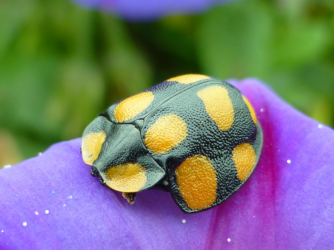 insect orange beetle free photo