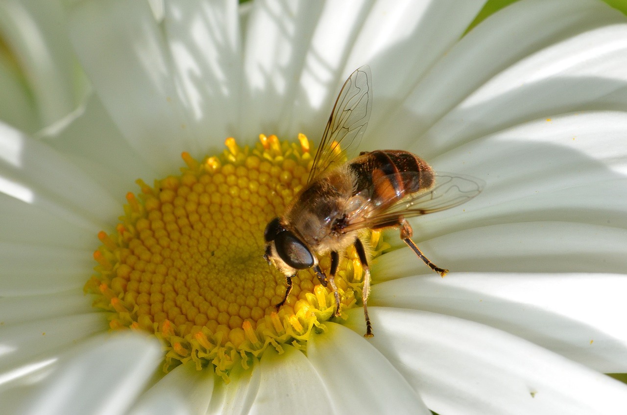 insect hoverfly pollinator free photo