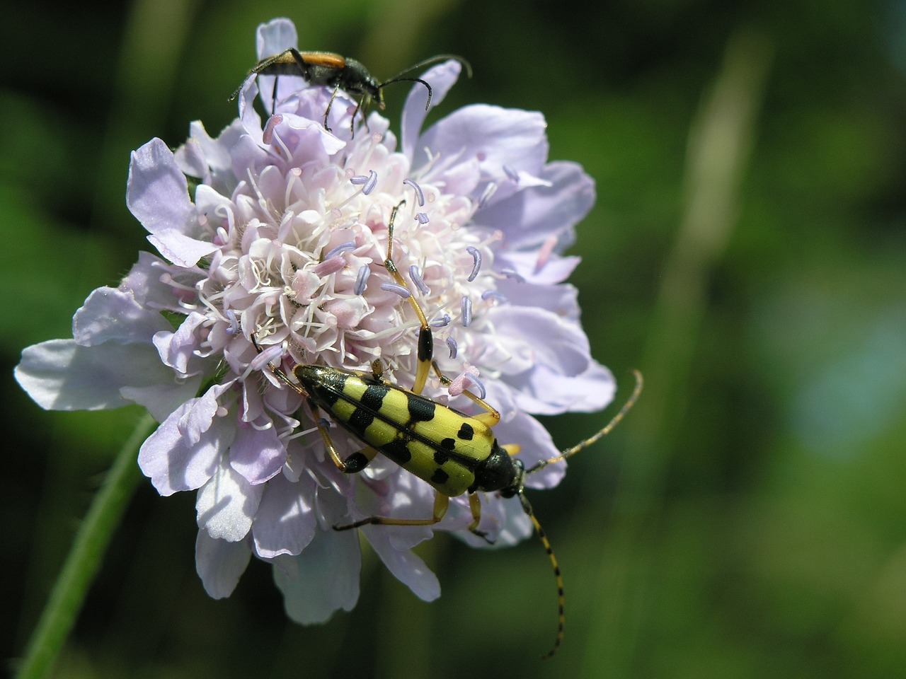 insect beetle flower free photo