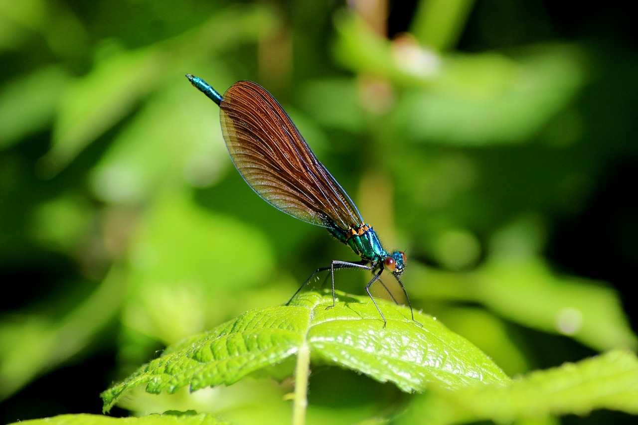 insect macro dragonfly free photo