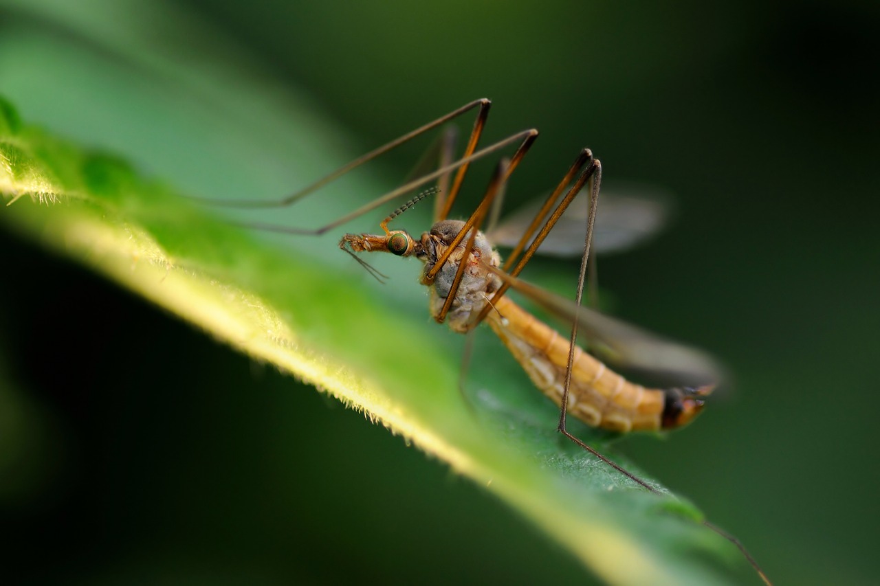 insect macro leaf free photo