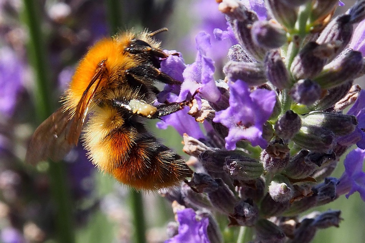 insect bee blossom free photo