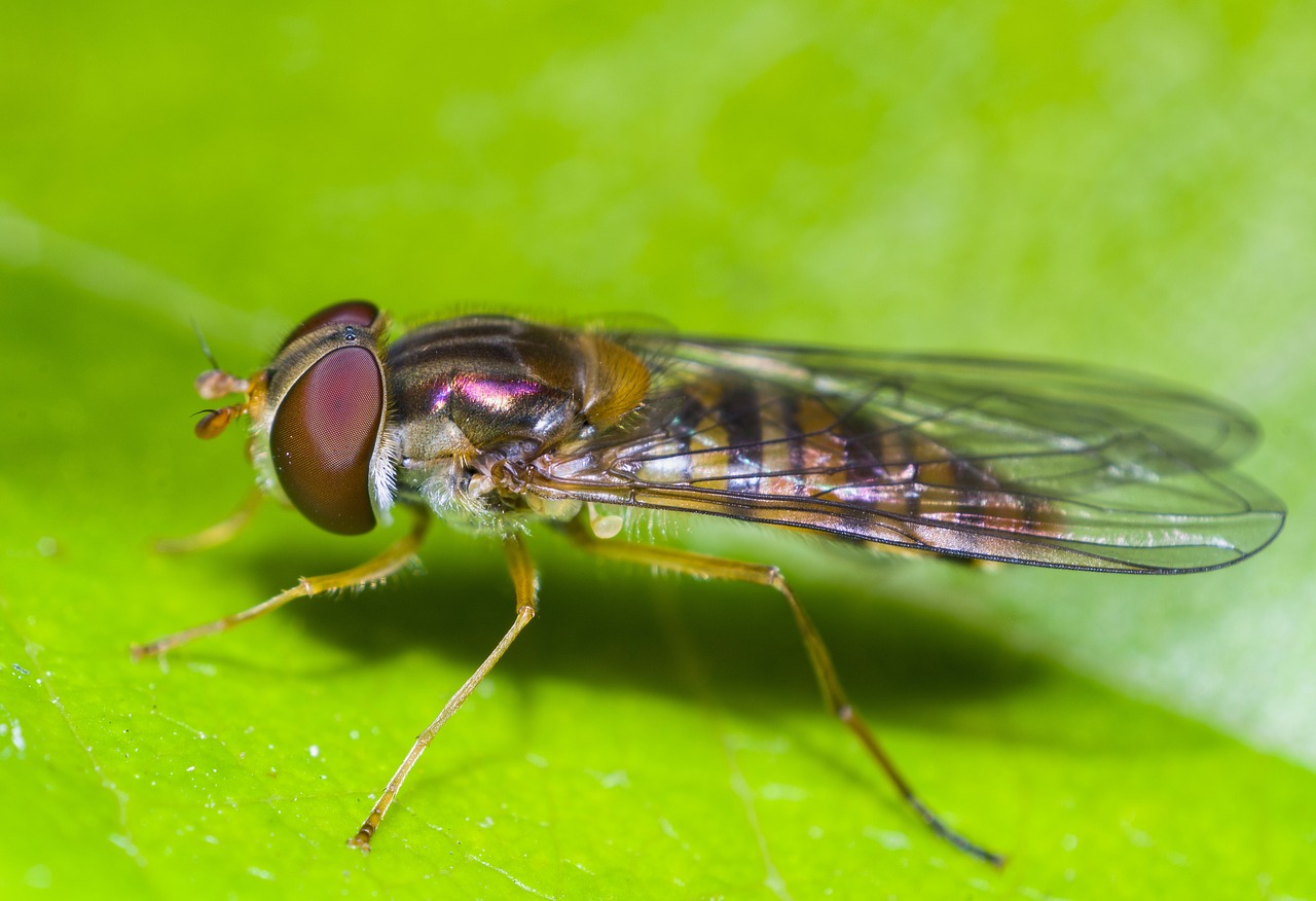 insect macro nature free photo