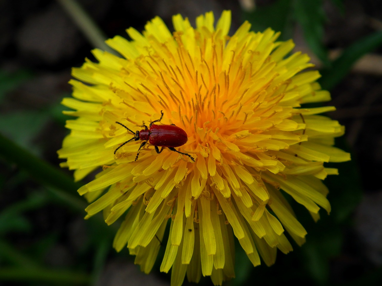 insect beetle flower free photo