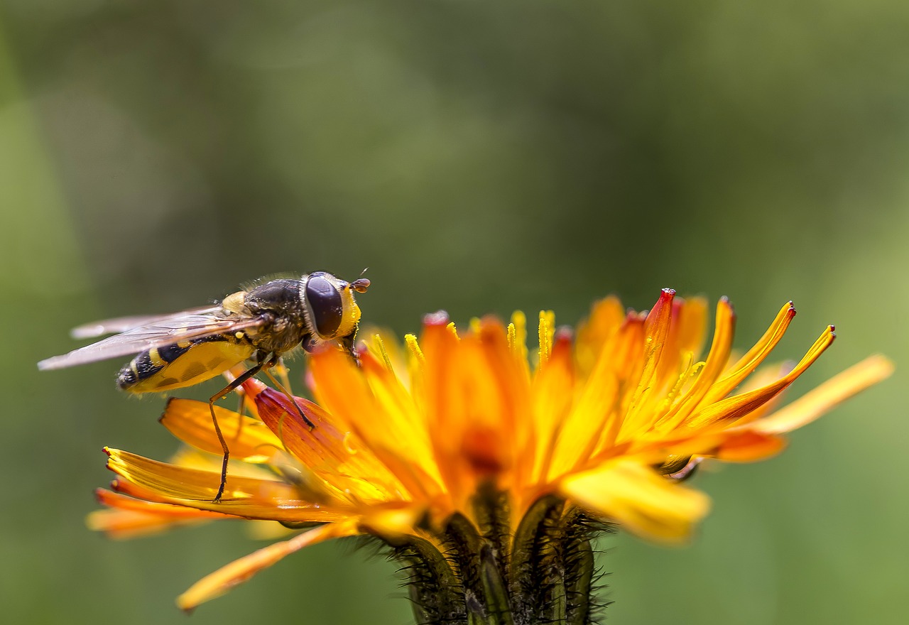 insect flower dandelion free photo