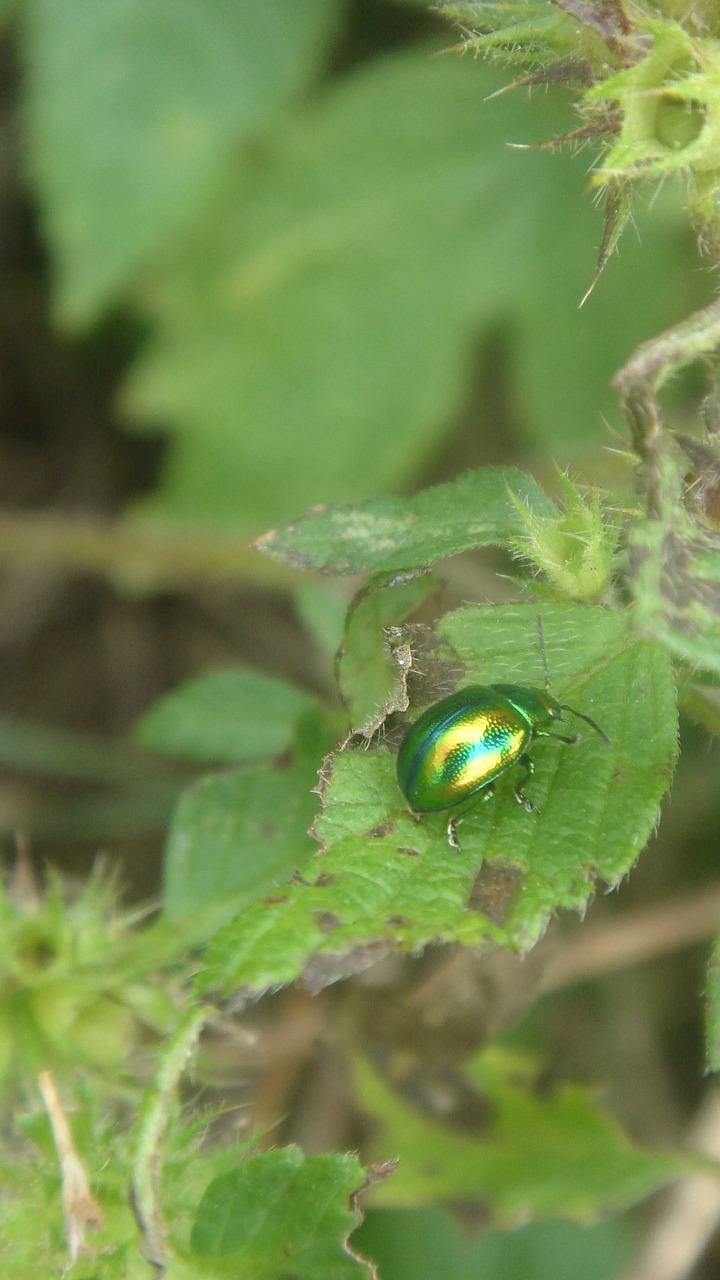 insect green sheet free photo