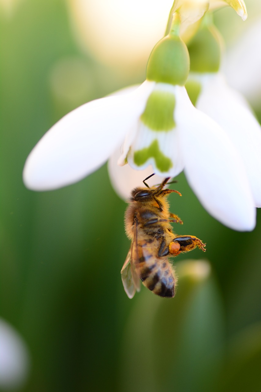 insect bee flower free photo