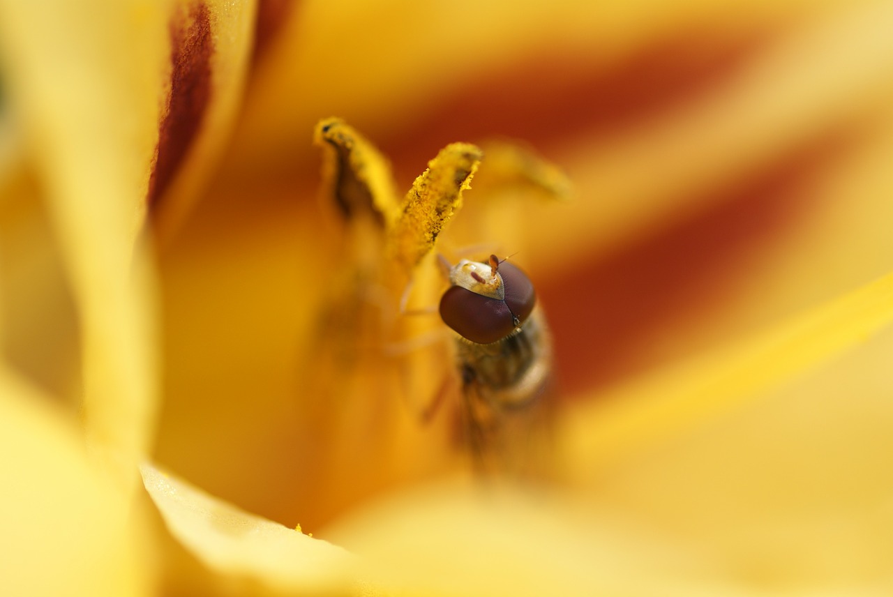 insect macro hover fly free photo