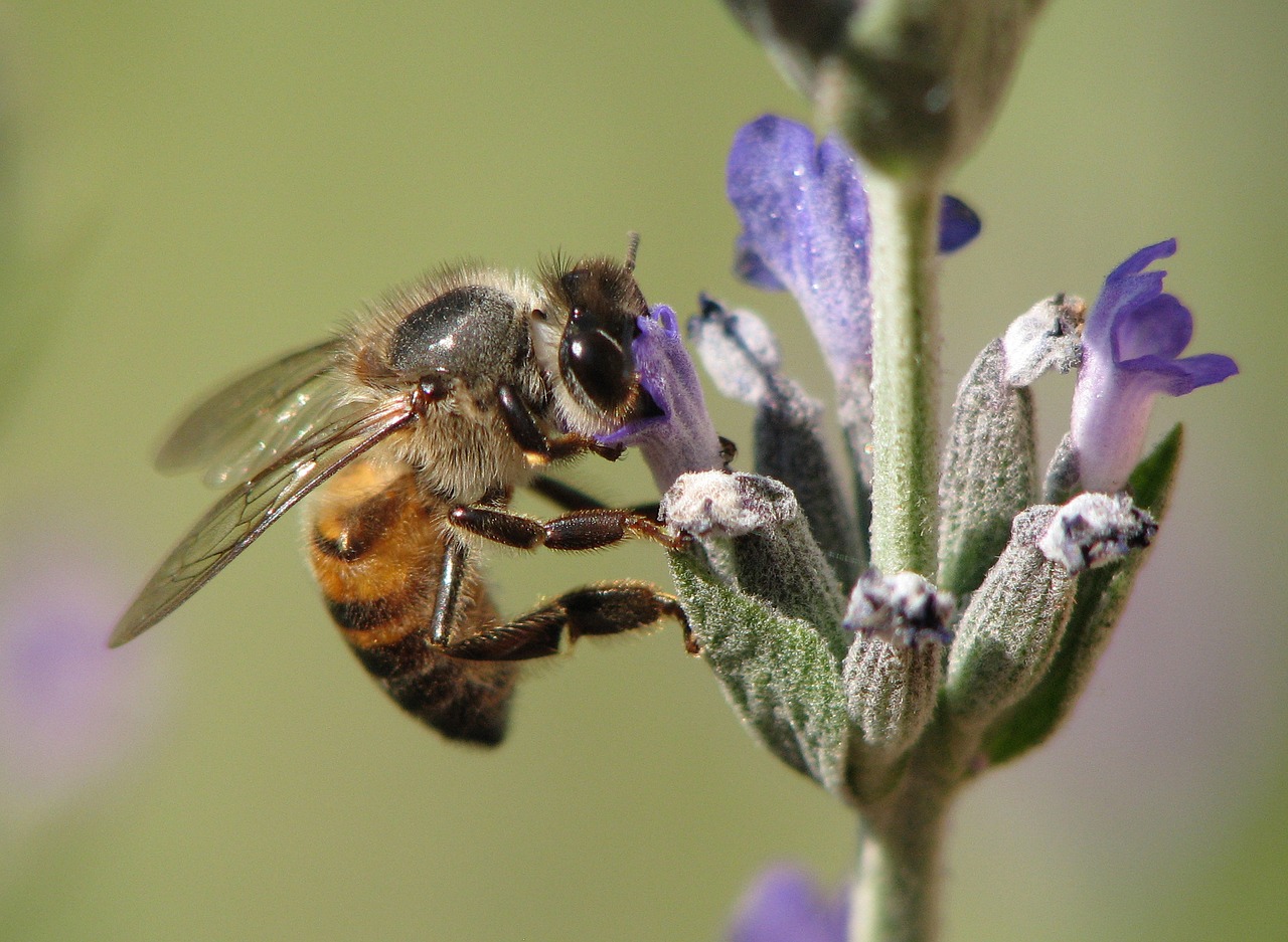 insect bee honeybee free photo