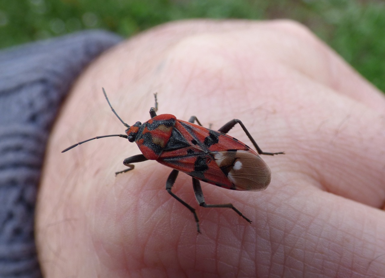 insect beetle red and black free photo