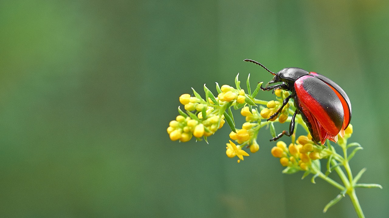 insect plant red free photo