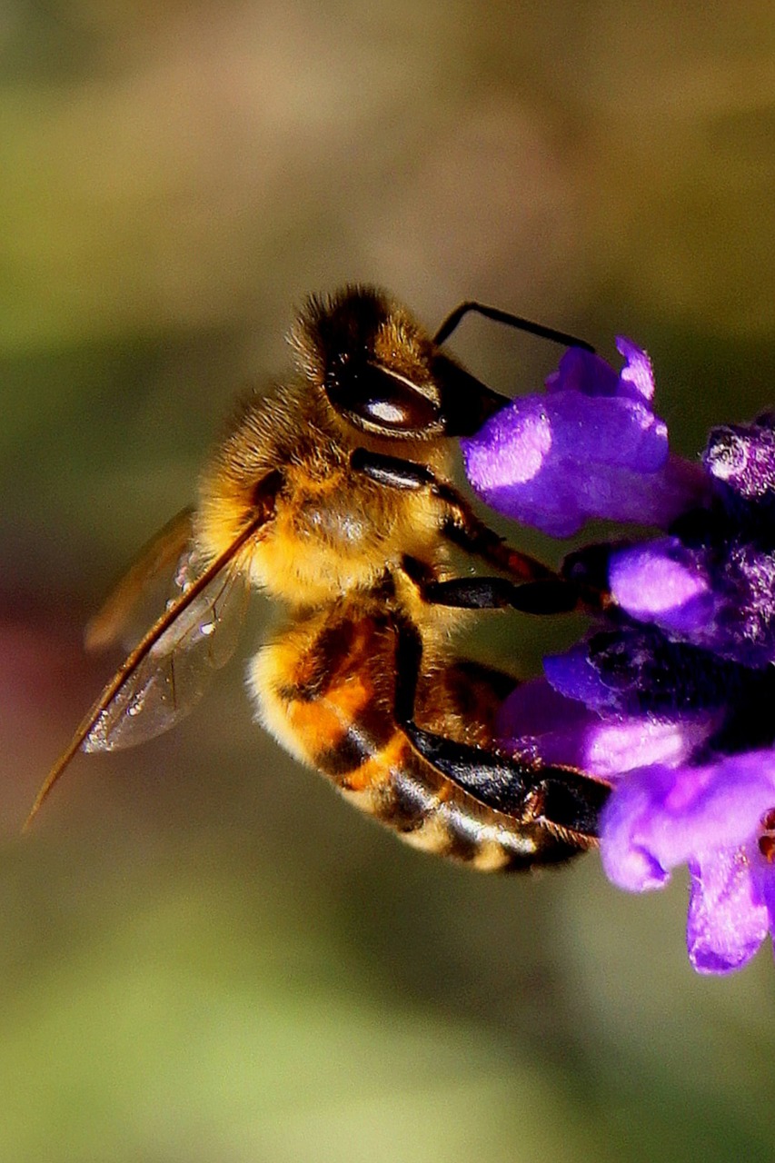 insect bee blossom free photo