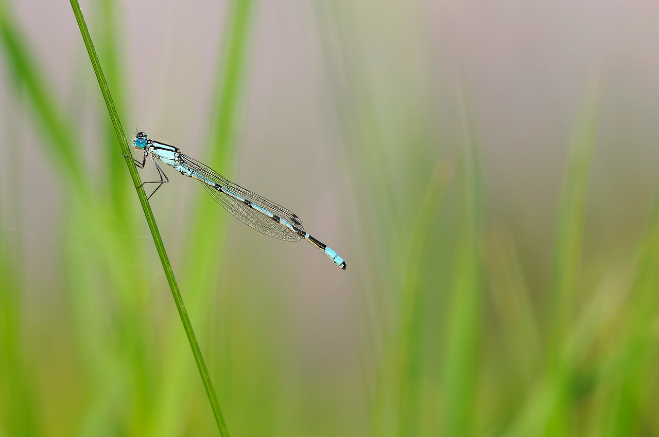 insect dragonfly nature free photo