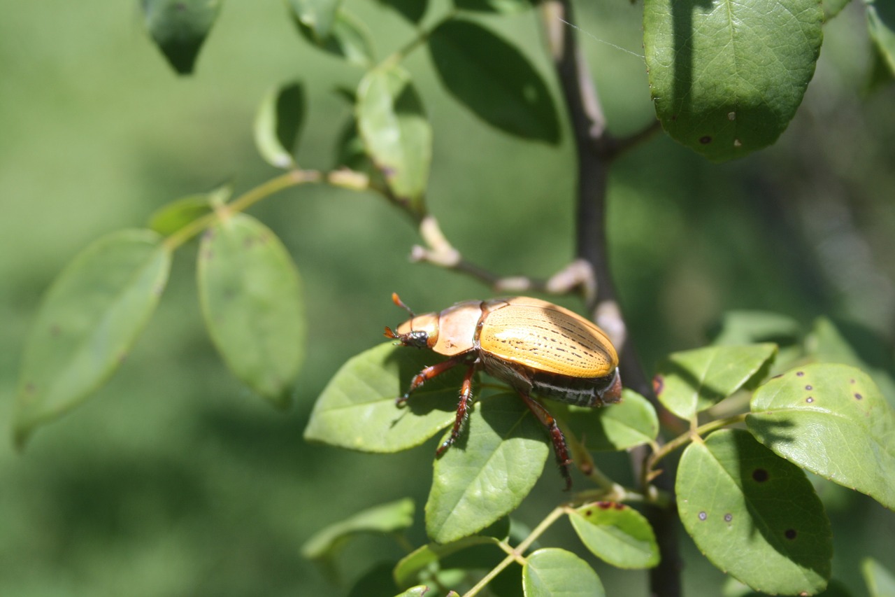 insect beetle wildlife free photo