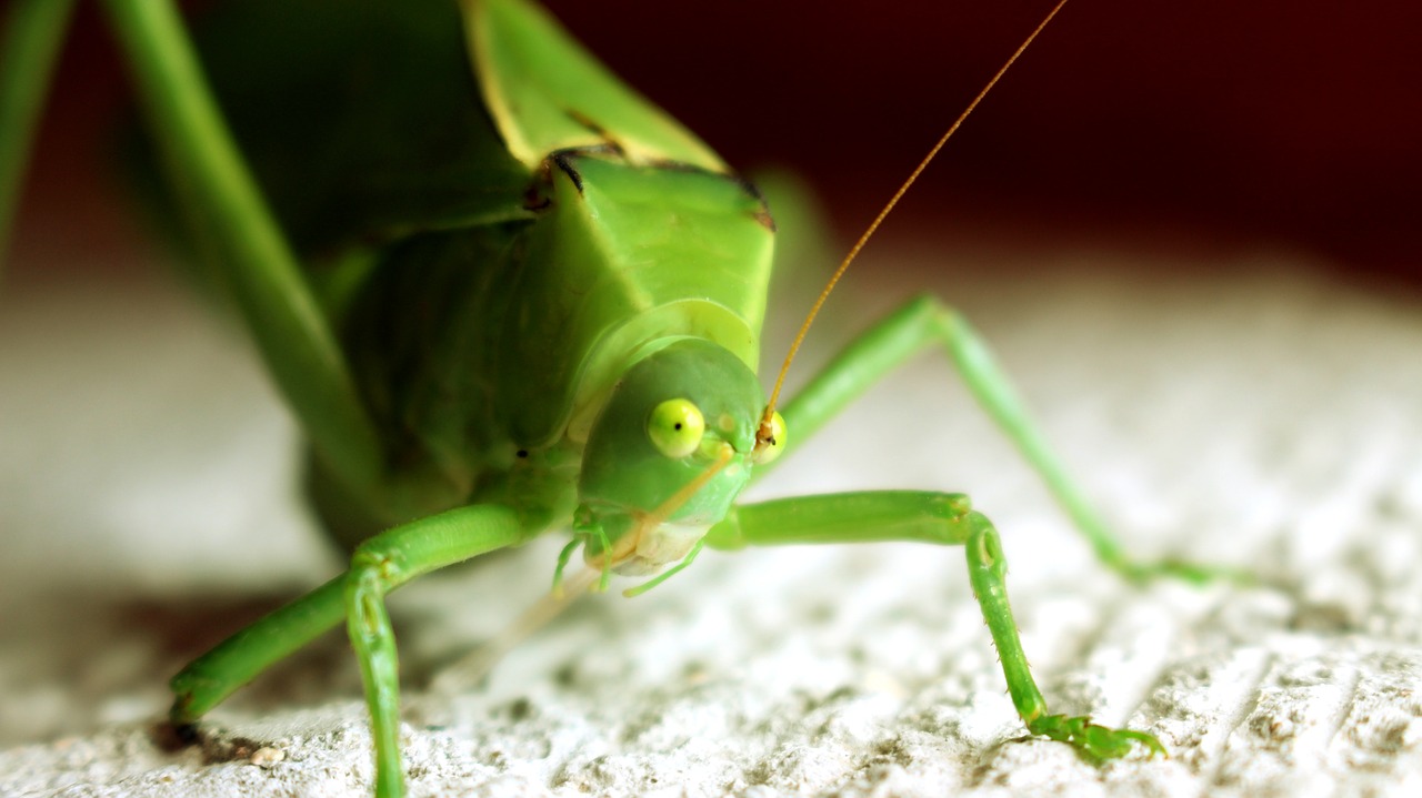 insect green small free photo