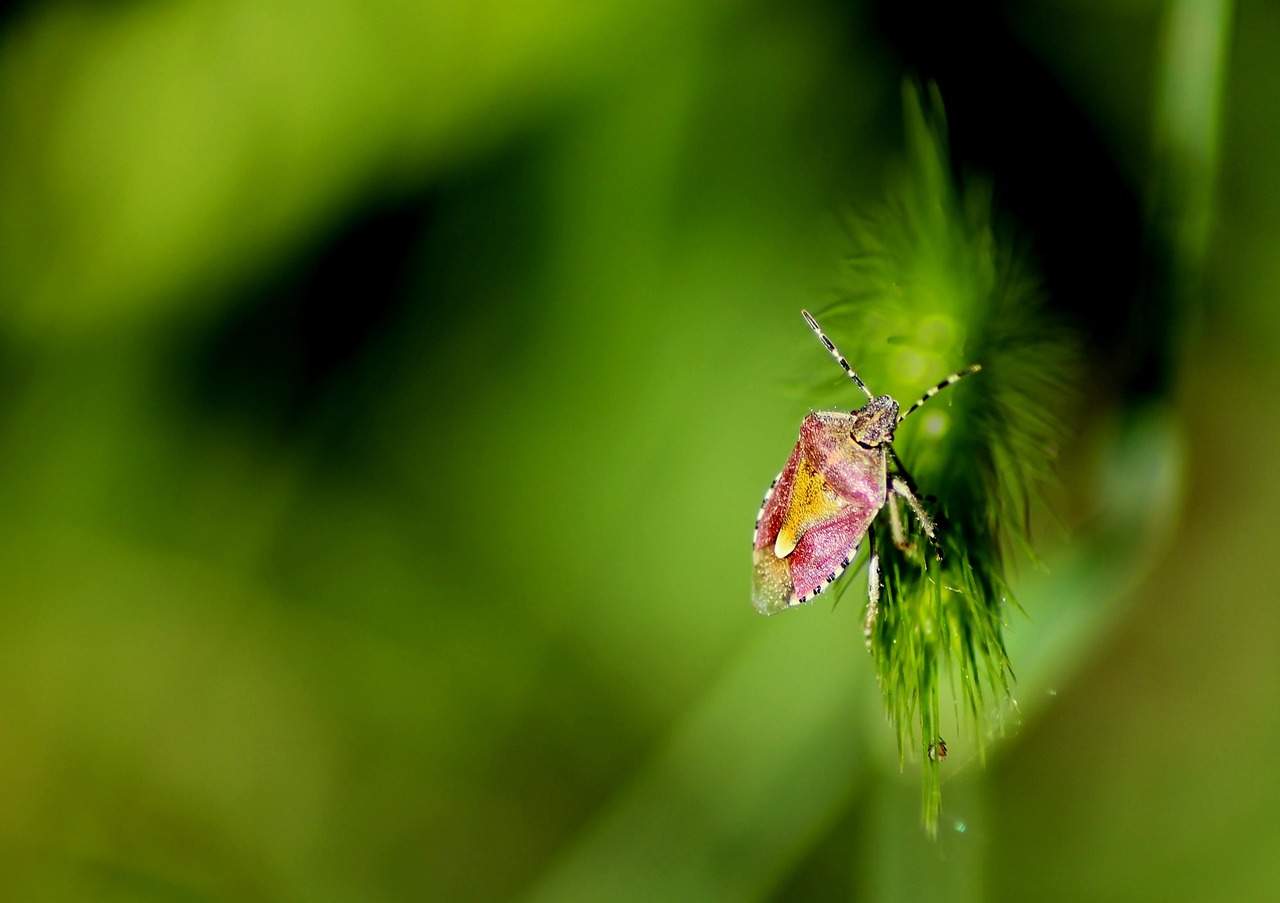 insect summer macro free photo