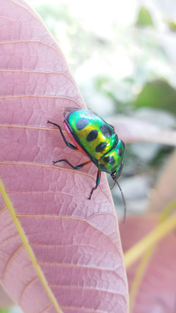 insect leaves leaf free photo