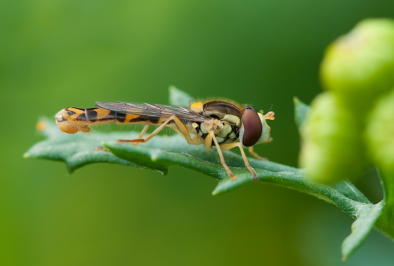 insect hoverfly summer free photo