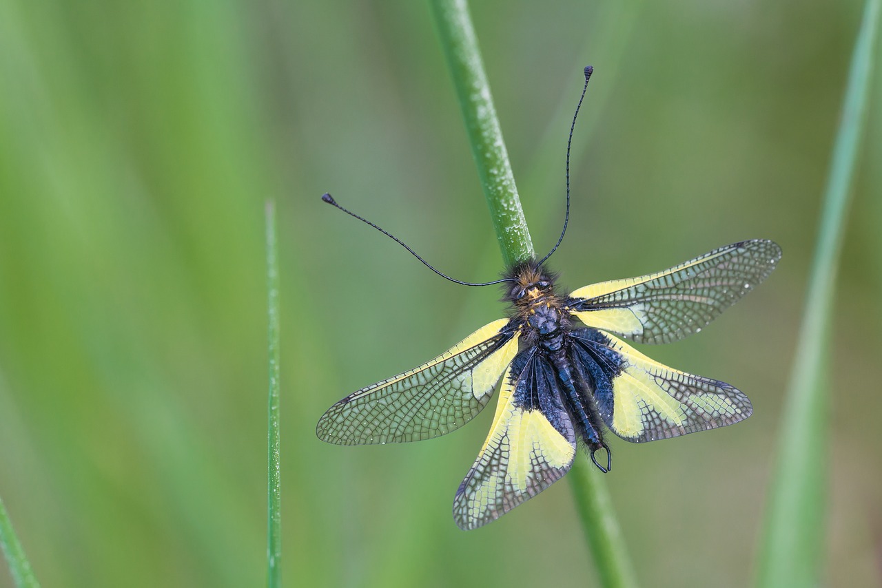 insect dragonflies-butterfly way libelloides coccajus free photo