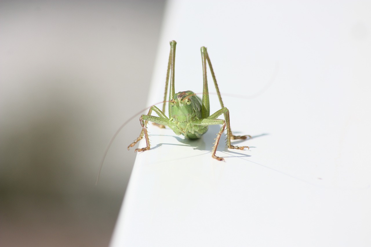 insect grasshopper green free photo