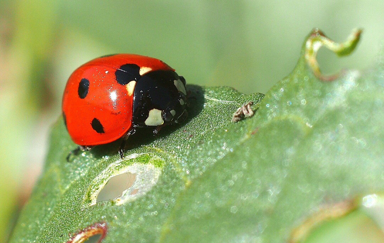 insect ladybug macro free photo